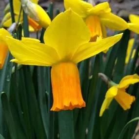 Jetfire Daffodil (Narcissus cyclamineus Jetfire) Hero Img